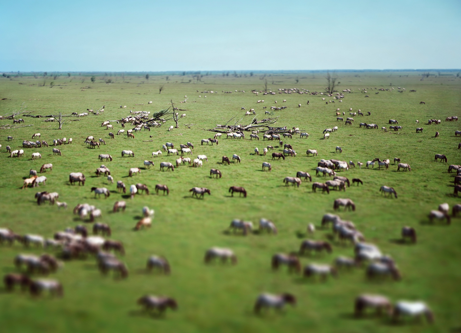 Konikpaarden Oostvaardersplassen